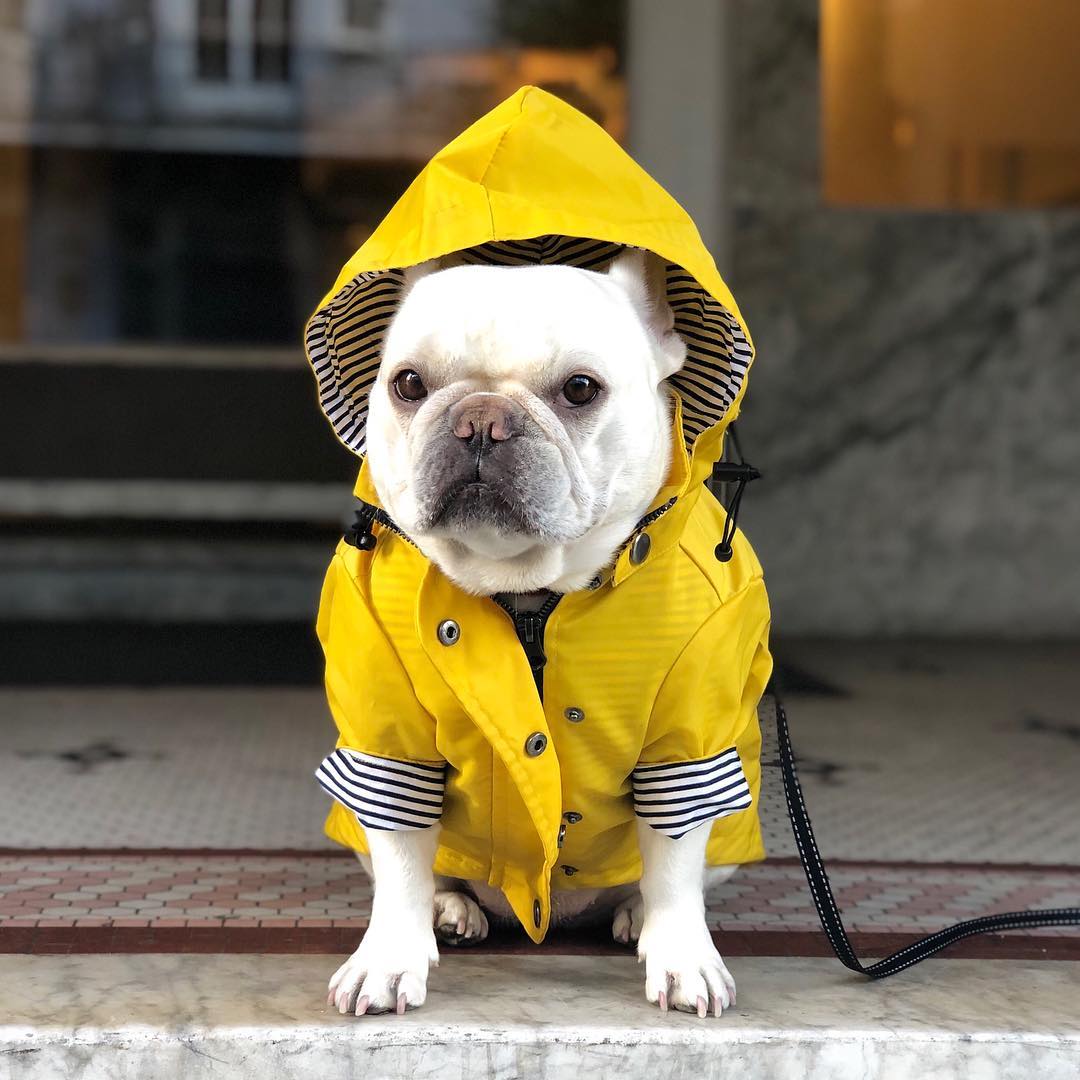 Windproof and Waterproof Dog Raincoat for Pets